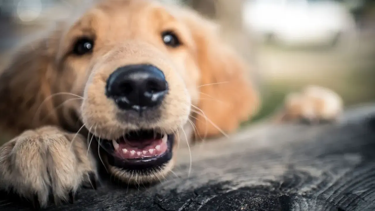 Uroczy szczeniak golden retriever z otwartym pyskiem i widocznymi ząbkami. Jego psie lata na ludzkie to dopiero początek przygód!