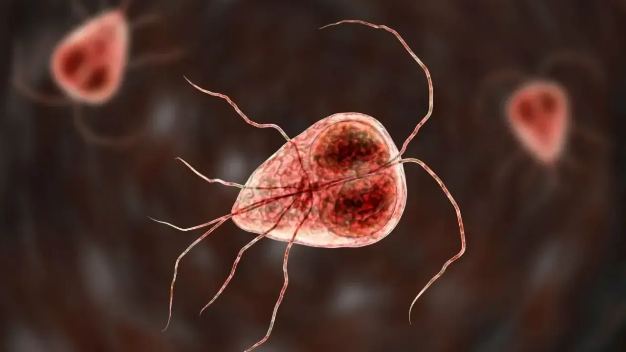 Mikroskopijny obraz Giardia, pasożyta powodującego problemy żołądkowe u psów. Leczenie giardii u psa jest kluczowe.