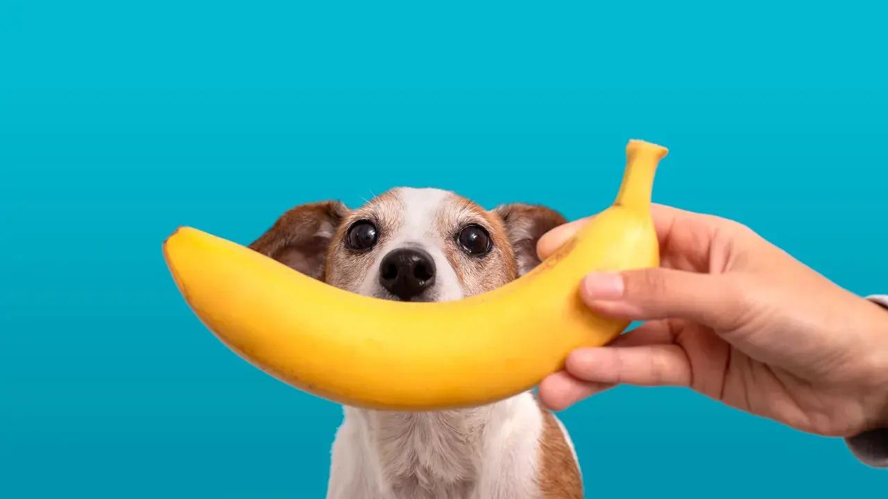 Czy pies może jeść banana? Słodki piesek z zaciekawieniem patrzy na banana trzymanego przez rękę.