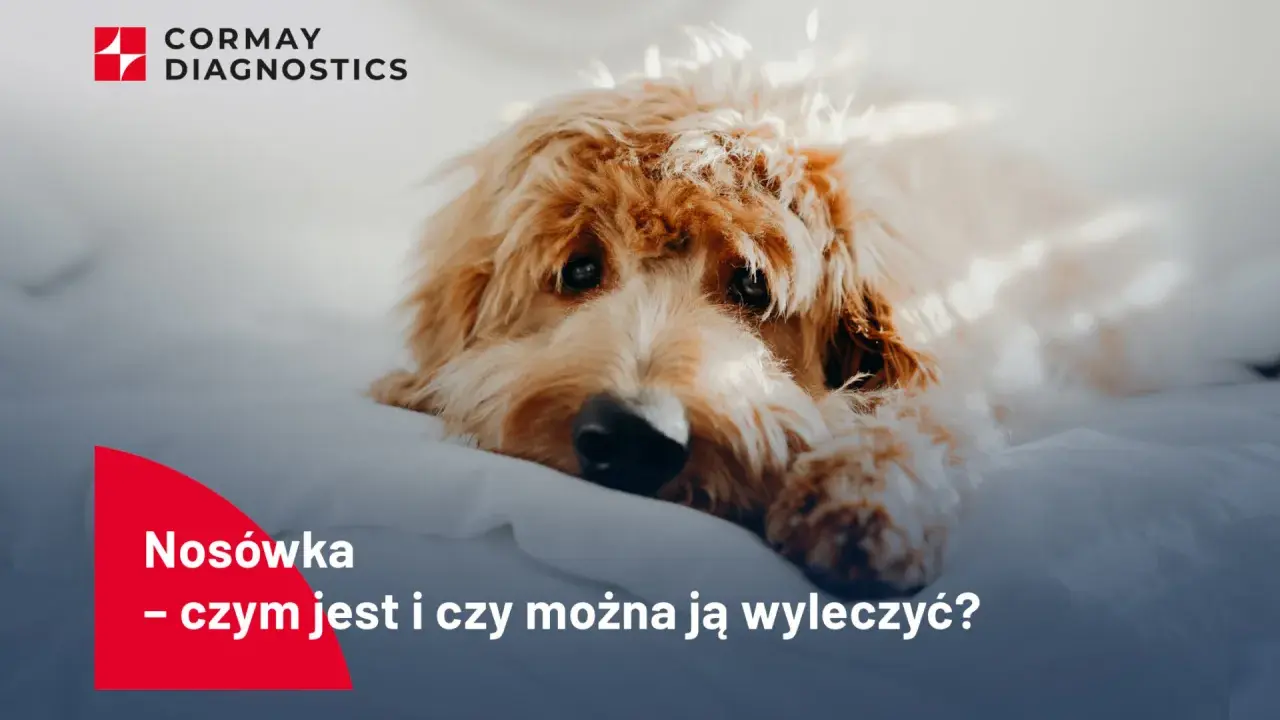 Smutny piesek leży na białym tle. Tekst informuje o chorobie nosówka u psa i możliwościach leczenia.