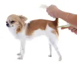 Chihuahua z podniesionym ogonem, podczas mierzenia temperatury u psa termometrem bezdotykowym.