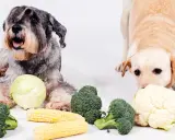 Dwa psy, sznaucer i labrador, badają warzywa. Czy pies może jeść kalafior? Labrador wącha kalafior, obok brokuły i kukurydza.