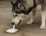 Pies rasy husky je trawę i wymiotuje pianą.