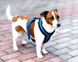 Jack Russell w niebieskich szelkach, gotowy na spacer. Proste wskazówki, jak założyć szelki dla psa, pomogą Ci szybko przygotować pupila.