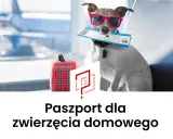 Pies w okularach przeciwsłonecznych trzyma bilet lotniczy. Obok walizka. To jego paszport dla zwierzęcia domowego na podróż.