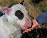 Biały bullterier z czarną łatką na oku, z sączącą się raną na pysku, dostaje wodę z dłoni.