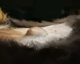 Widoczny pępek u psa, lekko wystający, otoczony sierścią.
