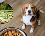 Czy pies może jeść bób? Na zdjęciu beagle obok miski z karmą i okrągłego obrazka z bobem.