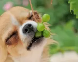 Chihuahua z winogronami w pyszczku. Zastanawiasz się, dlaczego psy nie mogą jeść winogron? To dla nich toksyczne!
