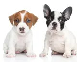 Dwa urocze szczenięta, jeden Jack Russell Terrier, drugi buldożek francuski, siedzą obok siebie. Czy to suczka czy pies? Trudno powiedzieć, ale oba są słodkie!