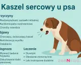 Ilustracja przedstawia psa z objawami kaszlu sercowego: charczący kaszel, nietolerancja wysiłku.