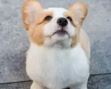 Uroczy szczeniak corgi z wielkimi uszami patrzy w górę, zastanawiając się, kiedy pies przestaje rosnąć.