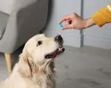 Pies golden retriever czeka na podanie leków przeciwzapalnych i przeciwbólowych.