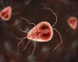 Mikroskopijny obraz Giardia, pasożyta powodującego problemy żołądkowe u psów. Leczenie giardii u psa jest kluczowe.