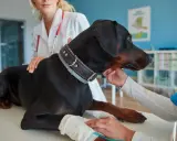 Doberman na stole rehabilitacyjnym, otrzymuje fizjoterapię dla psa. Weterynarz z czerwonym stetoskopem głaszcze psa.