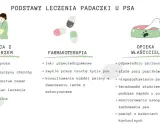 Leczenie padaczki u psa: współpraca z weterynarzem, farmakoterapia i opieka właściciela. Uśpienie psa z padaczką to ostateczność.
