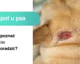 Obrzęk i zaczerwienienie na skórze psa to **hot spot u psa**. Dowiedz się, jak go rozpoznać i leczyć.