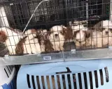 Szczenięta Shih Tzu w klatce, gotowe do transportu. Jak sprawdzić hodowlę psów? Zwróć uwagę na warunki i zdrowie zwierząt.