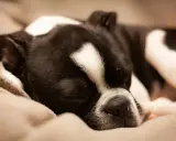 Czarno-biały pies Boston Terrier śpi głęboko na miękkim kocu. Widać, ile śpi pies, gdy odpoczywa.