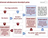 Schemat odrobaczania psów: jak często odrobaczać psa zależy od jego trybu życia i kontaktu z innymi zwierzętami.