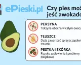 Czy pies może jeść awokado? Grafika ostrzega przed toksyną, tłuszczem i pestką z awokado, które są szkodliwe dla psów.