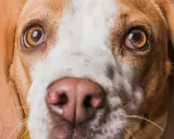 Zbliżenie na pysk psa rasy beagle. Widać jego brązowe oczy, które wydają się lekko zaczerwienione, oraz wilgotny nos.