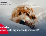 Smutny piesek leży na białym tle. Tekst informuje o chorobie nosówka u psa i możliwościach leczenia.