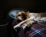 Złoty retriever w głębokim śnie, z łapami wyciągniętymi na kratowaną kołdrę. Widać, że to spokojna faza REM u psa, pełna marzeń.