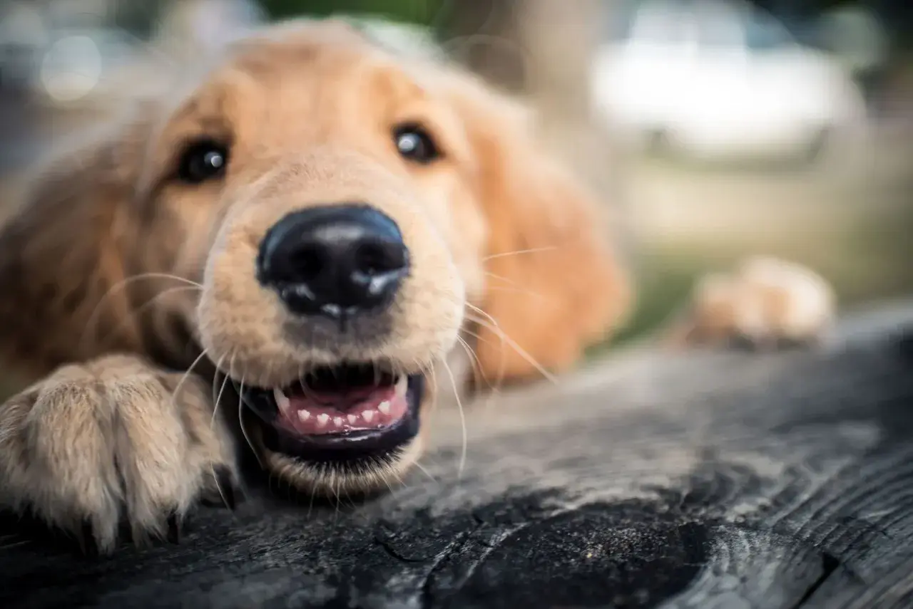 Uroczy szczeniak golden retriever z otwartym pyskiem i widocznymi ząbkami. Jego psie lata na ludzkie to dopiero początek przygód!