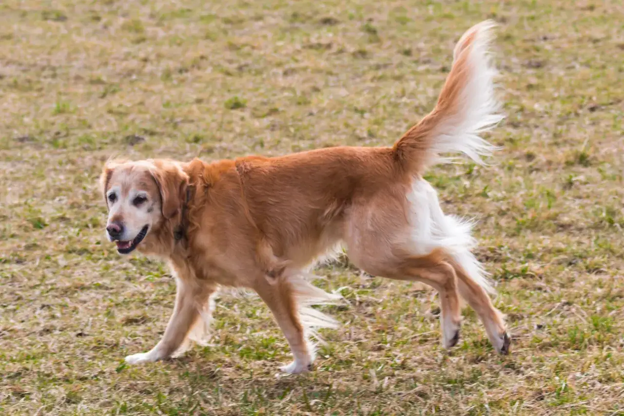 Złoty retriever biegnie po trawie. Pytanie, ile żyje pies z dysplazją, jest ważne dla właścicieli.