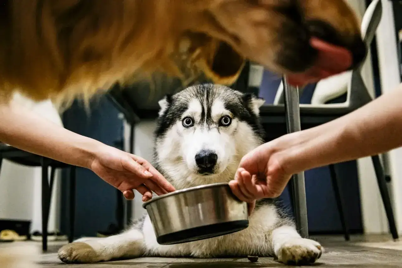 Husky z niebieskimi oczami patrzy na miskę, podczas gdy ręce podają mu jedzenie. Czy psu można dać stoperan?