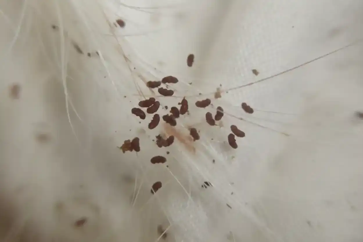 Makro zbliżenie na sierść psa, gdzie widoczne są liczne jaja pcheł. Małe, owalne, ciemnobrązowe jajeczka przyczepione do włosków.
