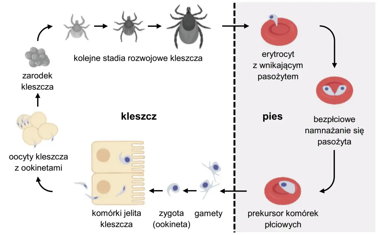 Cykl rozwojowy kleszcza u psa: od zarodka, przez stadia rozwojowe, do namnażania pasożyta w krwinkach. Szybko rośnie kleszcz, gdy żeruje.
