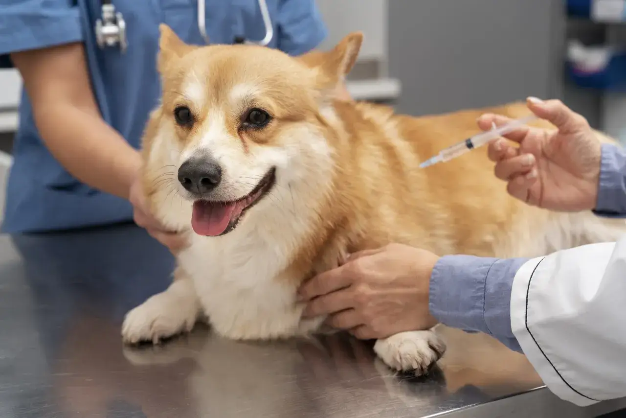Uroczy corgi otrzymuje szczepienie na wściekliznę od weterynarza. Piesek jest spokojny, a weterynarz delikatnie go przytrzymuje.