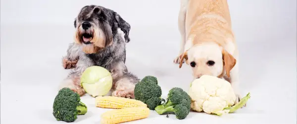 Dwa psy, sznaucer i labrador, badają warzywa. Czy pies może jeść kalafior? Labrador wącha kalafior, obok brokuły i kukurydza.