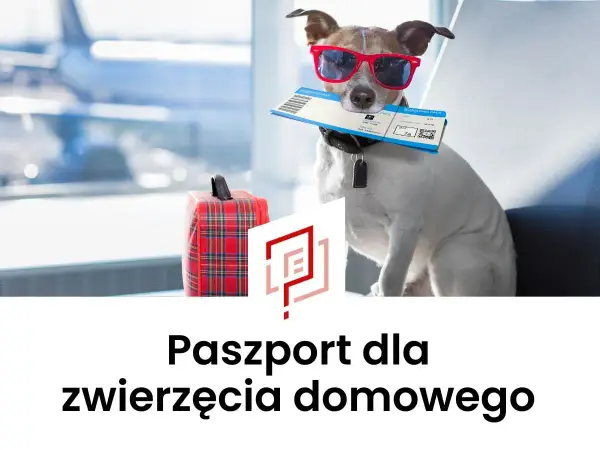 Pies w okularach przeciwsłonecznych trzyma bilet lotniczy. Obok walizka. To jego paszport dla zwierzęcia domowego na podróż.