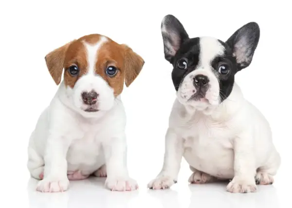 Dwa urocze szczenięta, jeden Jack Russell Terrier, drugi buldożek francuski, siedzą obok siebie. Czy to suczka czy pies? Trudno powiedzieć, ale oba są słodkie!