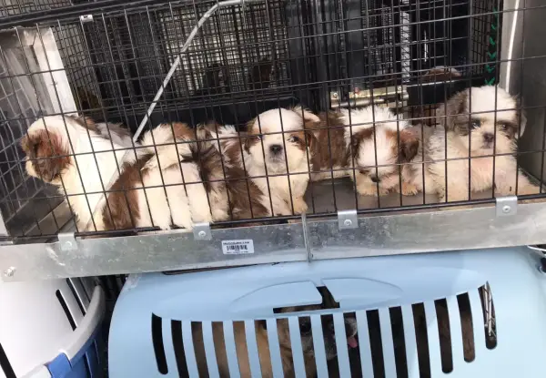 Szczenięta Shih Tzu w klatce, gotowe do transportu. Jak sprawdzić hodowlę psów? Zwróć uwagę na warunki i zdrowie zwierząt.