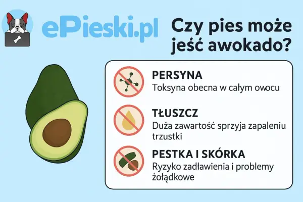 Czy pies może jeść awokado? Grafika ostrzega przed toksyną, tłuszczem i pestką z awokado, które są szkodliwe dla psów.