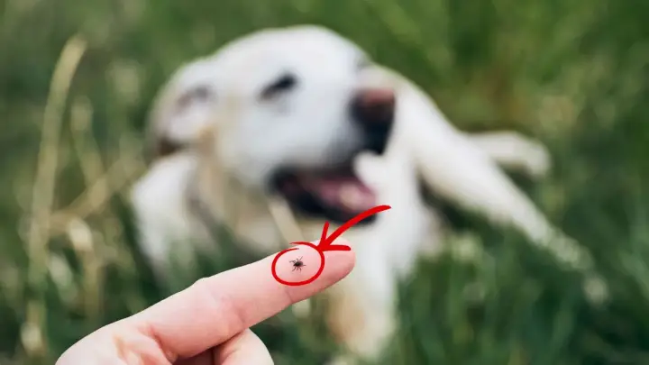 Palec z kleszczem, wskazany strzałką, na tle rozmytego psa. Zabezpiecz swojego pupila, rozważ zastrzyk na kleszcze dla psa.