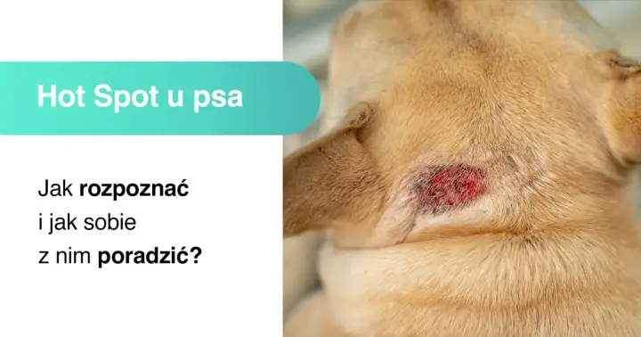 Obrzęk i zaczerwienienie na skórze psa to **hot spot u psa**. Dowiedz się, jak go rozpoznać i leczyć.