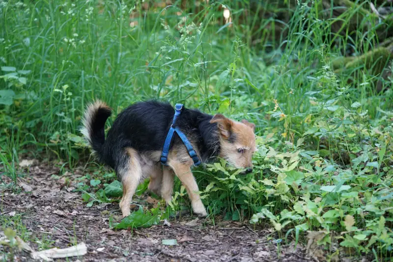 Mały piesek w niebieskiej obroży w lesie. Zwróć uwagę na śluz w kale psa, który może świadczyć o problemach trawiennych.