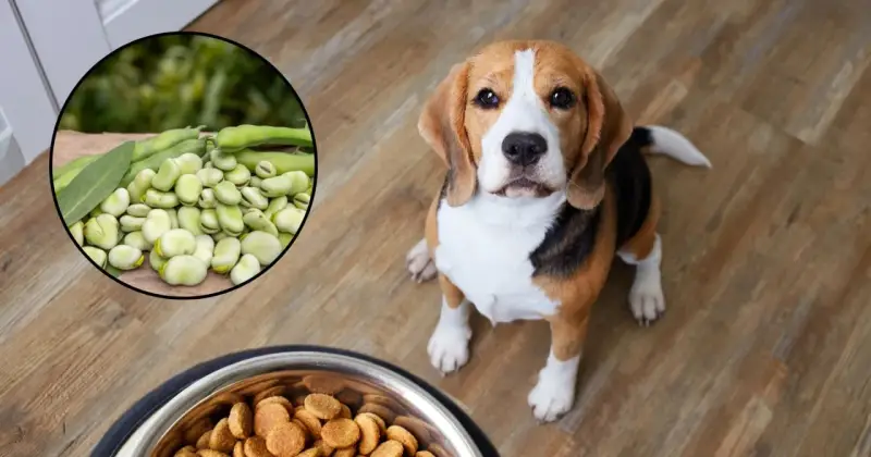 Czy pies może jeść bób? Na zdjęciu beagle obok miski z karmą i okrągłego obrazka z bobem.